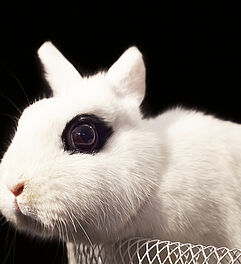 Stillleben fotografieren lernen im Fotokurs. Foto: "portrait of white rabbit in white bowl" by Adam Drobiec (CC BY 2.0 - https://creativecommons.org/licenses/by/2.0/).
