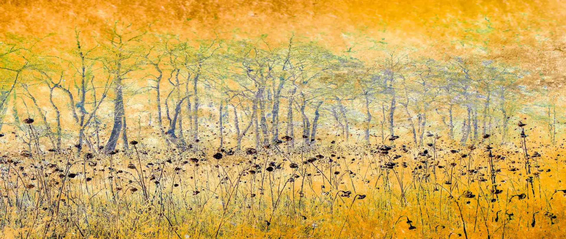 Abstrakter Wald mit leuchtend orangefarbenem Blätterdach – fotografisch interpretiert von artistravel Fotografie Dozent Dirk Godlinski