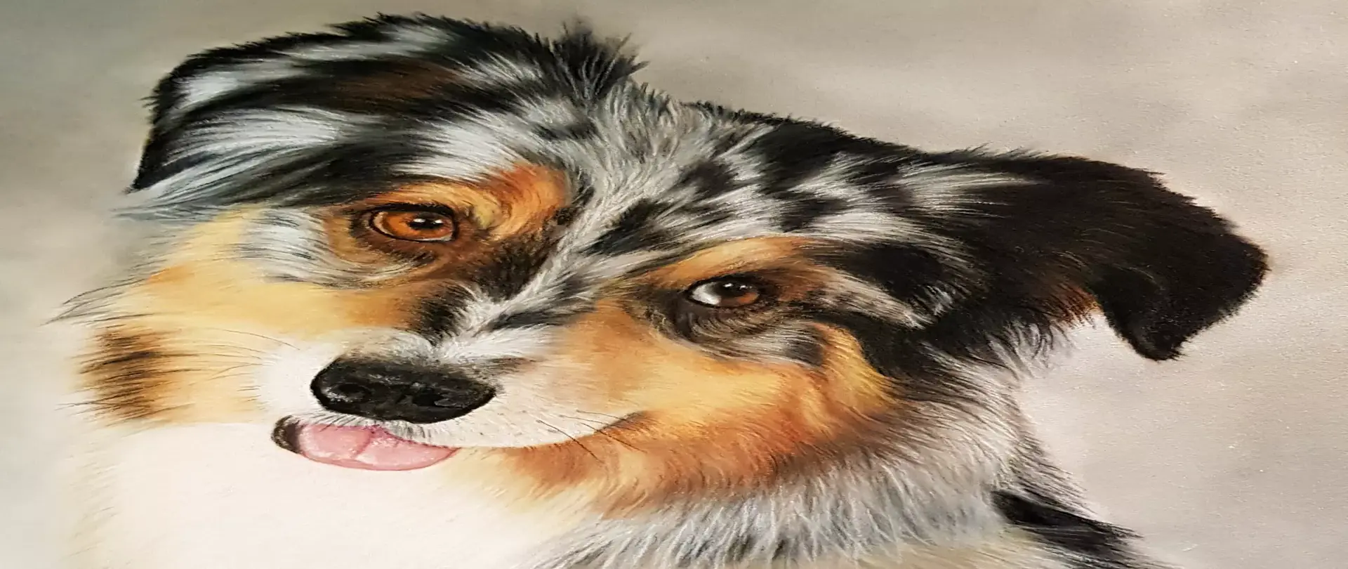 Naturrealistisches Pastellportrait eines australischen Schäferhundes mit detailliertem Fell und lebendigen Augen auf hellem Hintergrund