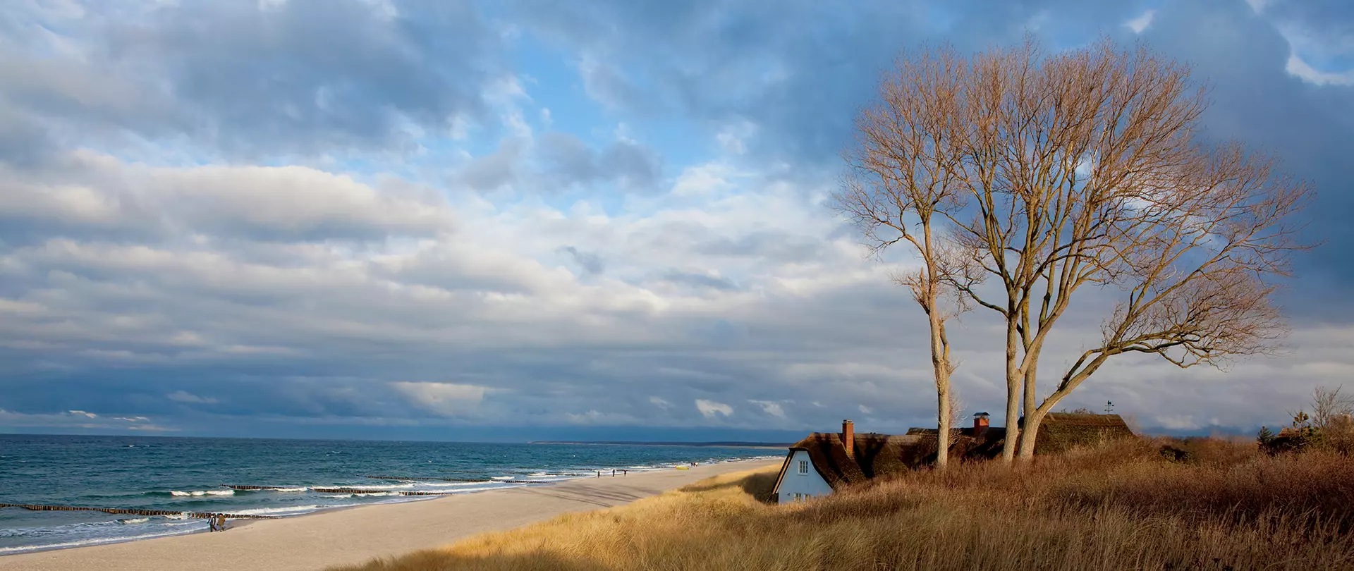 Herbstliche Dünenlandschaft mit kahlem Baum am Darßer Strand unter bewölktem Himmel, ideal für kreative Landschafts- und Küstenfotografie