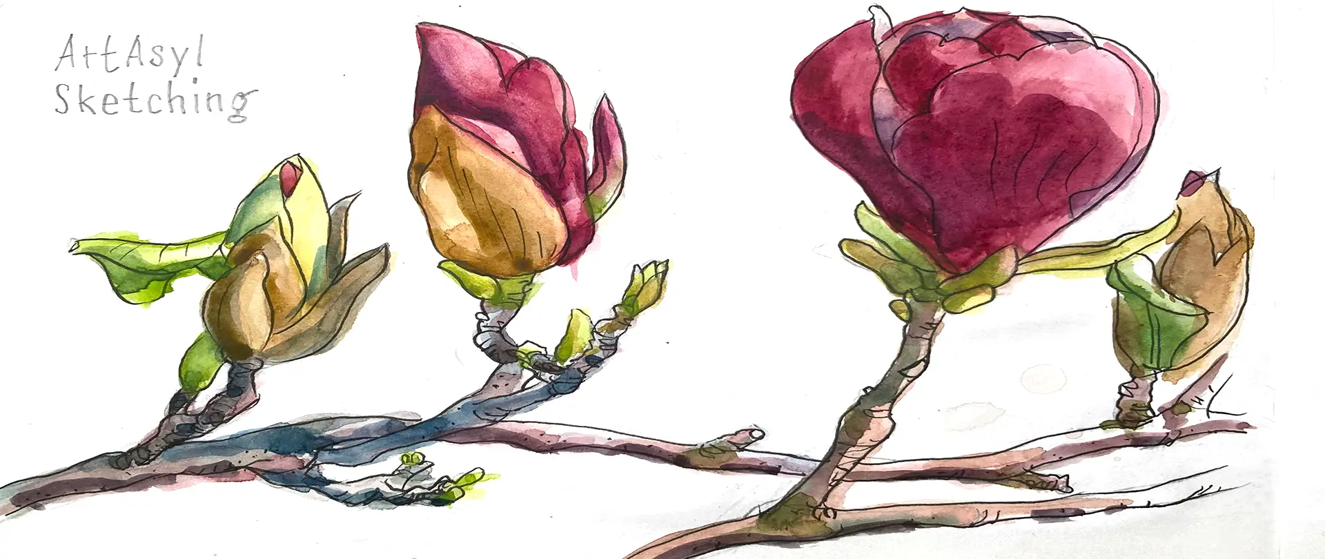 Zweige mit farbigen Magnolienknospen und teilweise geöffneten Blüten in Aquarelltechnik skizziert