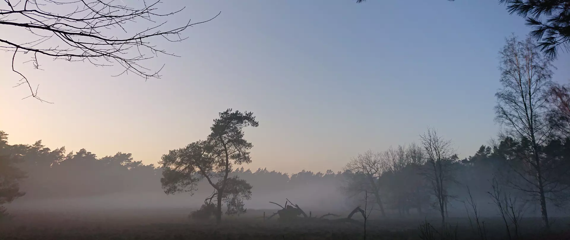 Bildaufnahme eines vernebelten Waldes im winterlichen Sonnenuntergang. Im Vordergrund steht ein brüchiger Baum mit gebrochenen und nach unten sinkenden Ästen. Daneben liegt ein in sich gebrochener Baum.
