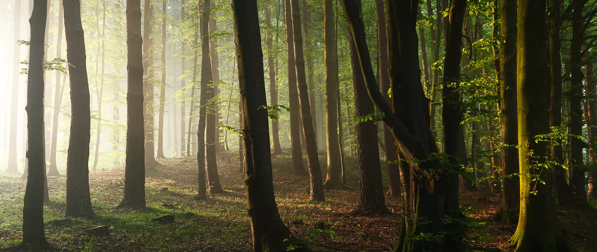 Lichtdurchfluteter Pfälzerwald mit hohen Bäumen und moosbedecktem Waldboden bei morgendlichem Nebel