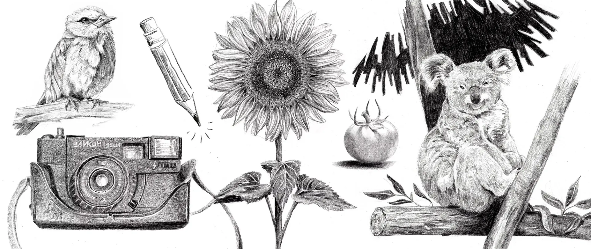 Verschiedene Bleistiftzeichnungen eines Vogels, einer Sonnenblume, einer Kamera, eines Stifts, einer Tomate und eines Koalas auf Ästen