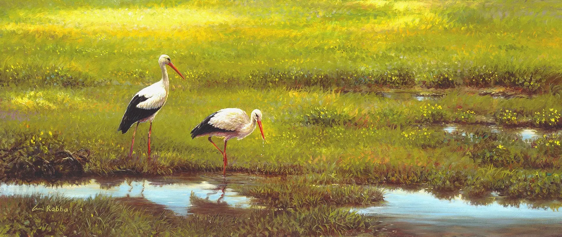 Malersommertage am Teufelsmoor Zwei Weißstörche stehen in einer grünen Moorlandschaft mit Wasserpfützen unter warmem Sommerlicht im Teufelsmoor