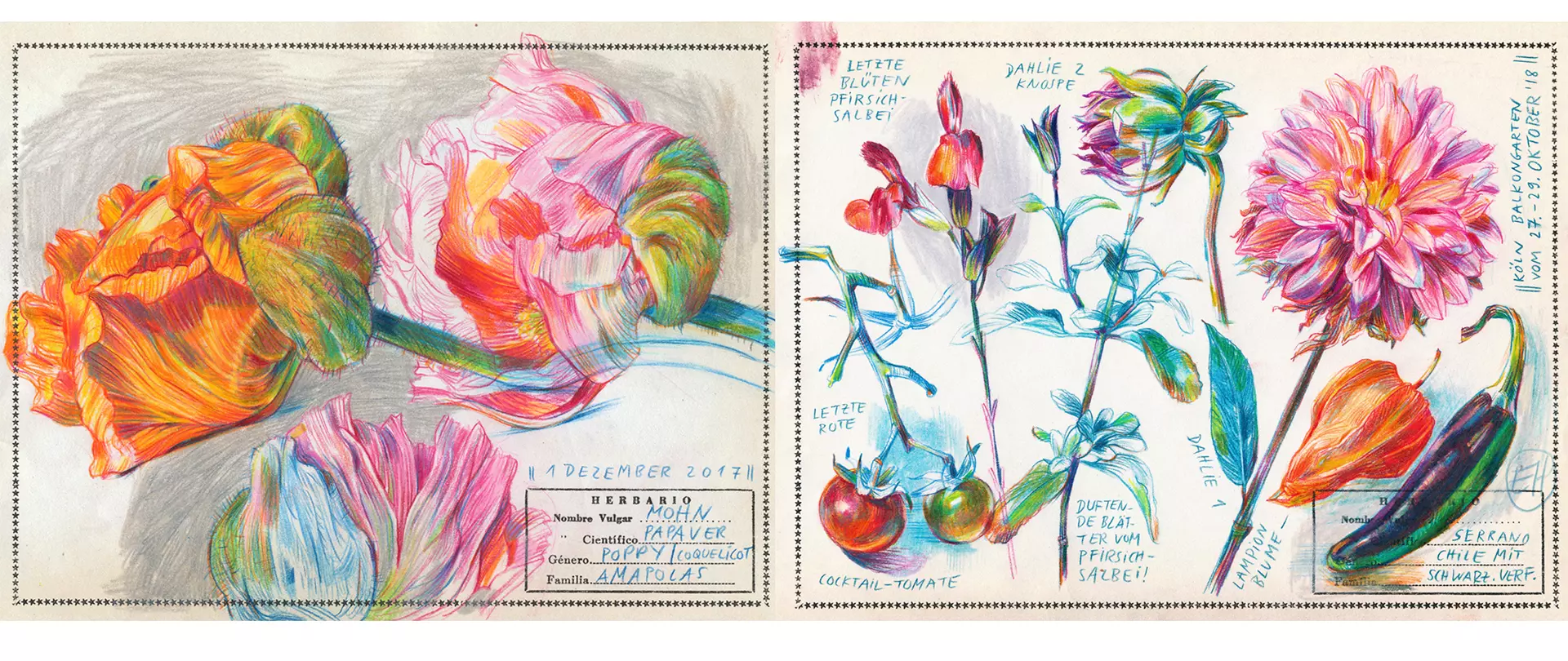 Bunte Skizzen von  verschiedenen Blumen und Pflanzen mit handschriftlichen Notizen und Datumsangaben, darunter Dahlien und Tomaten, erstellt mit Buntstiften gemalt von artistravel Dozentin Elke Hanisch