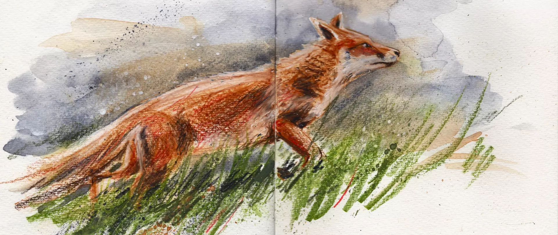 Roter Fuchs in Bewegung, skizziert mit Aquarellfarben und Buntstiften in natürlicher Graslandschaft