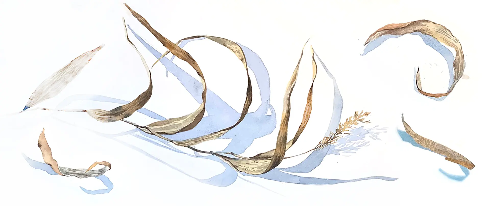 Zarte getrocknete Pflanzenblätter und Gräser in winterlichen Aquarellfarben mit weichen Schatten auf weißem Hintergrund