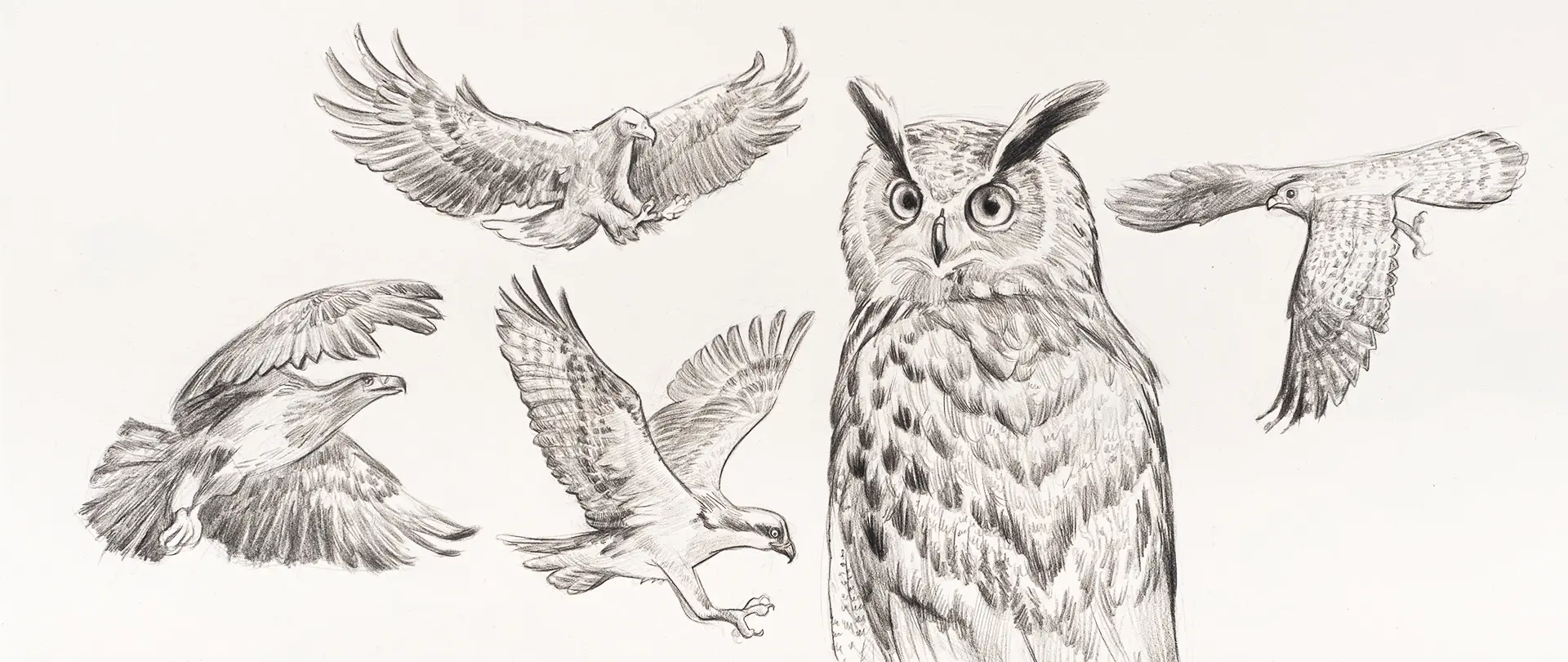 Skizzen verschiedener Raubvögel in Flug- und Sitzposition, darunter eine Eule, zur Darstellung der Techniken im Zeichenkurs für Tiere