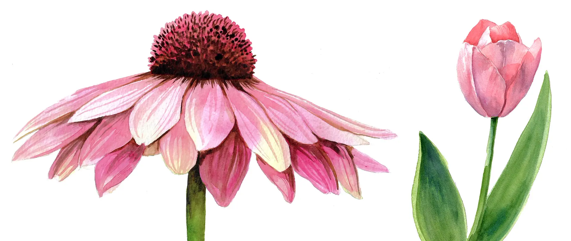 Realistische Aquarellzeichnung mit einer pinkfarbenen Sonnenhut-Blüte und einer rosa Tulpe auf weißem Hintergrund