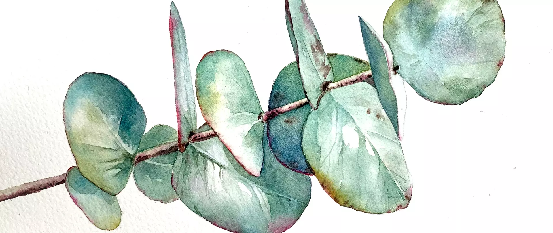 Eukalyptuszweig in zarten Aquarellfarben mit klaren Farbübergängen und lebendiger, plastischer Darstellung