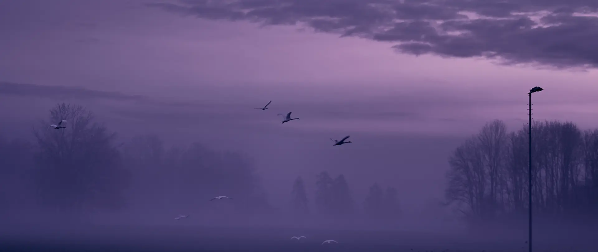 Herbstliche Morgenstimmung im Allgäu mit Nebel über den Tälern, fliegenden Vögeln und silhouettenhaften Bäumen vor violettem Himmel