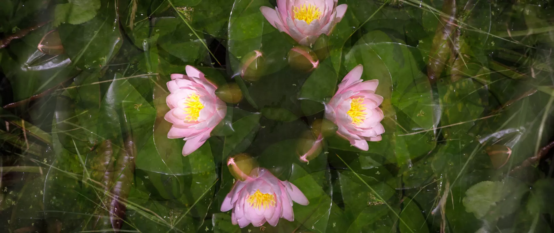 Mehrfachbelichtung mit vier übereinanderliegenden rosa Seerosen vor grünem Hintergrund als Beispiel für mehrdimensionales Fotografieren