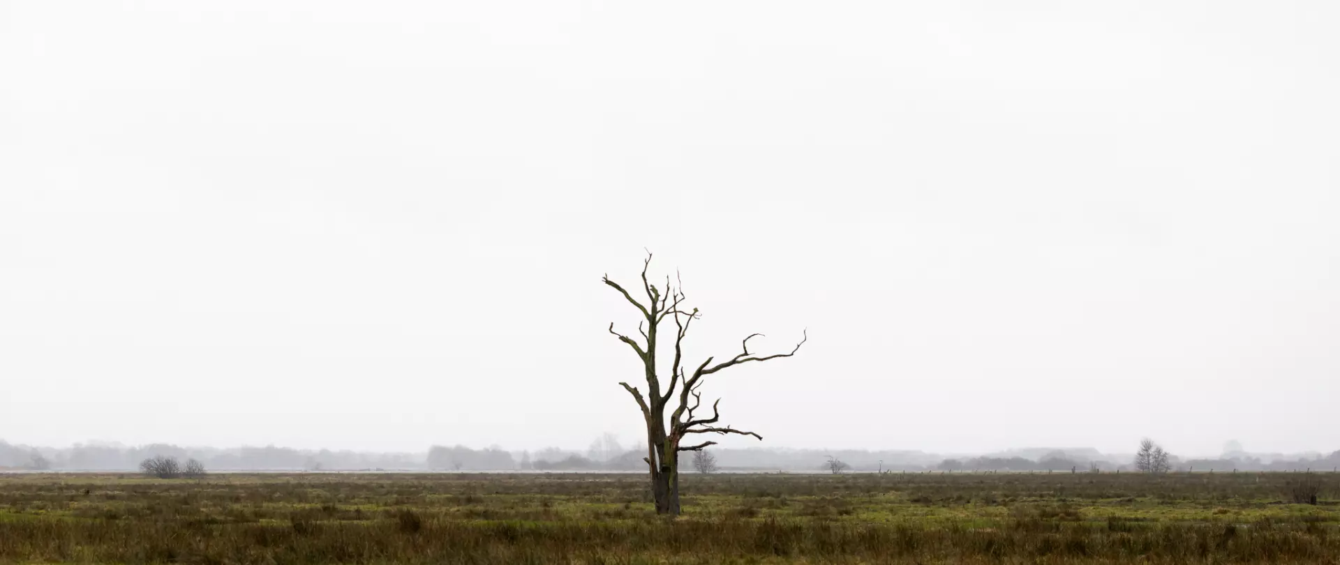 Ein einzelner kahler Baum steht in einer weiten, minimalistischen Landschaft unter grauem Himmel, symbolisiert Reduktion und Klarheit