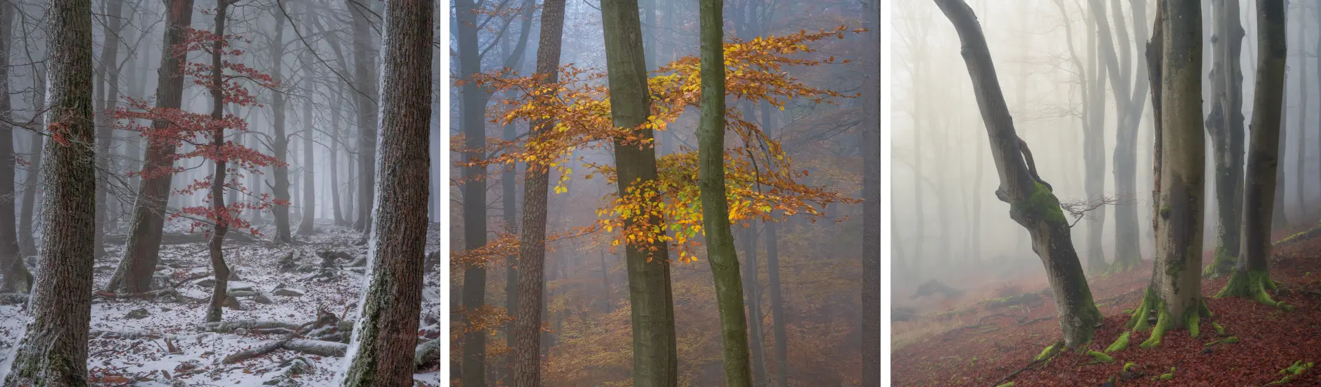 Drei stimmungsvolle Waldbilder mit Nebel, unterschiedlichen Baumarten und herbstlichen Farben für die Waldfotografie-Grundlagen