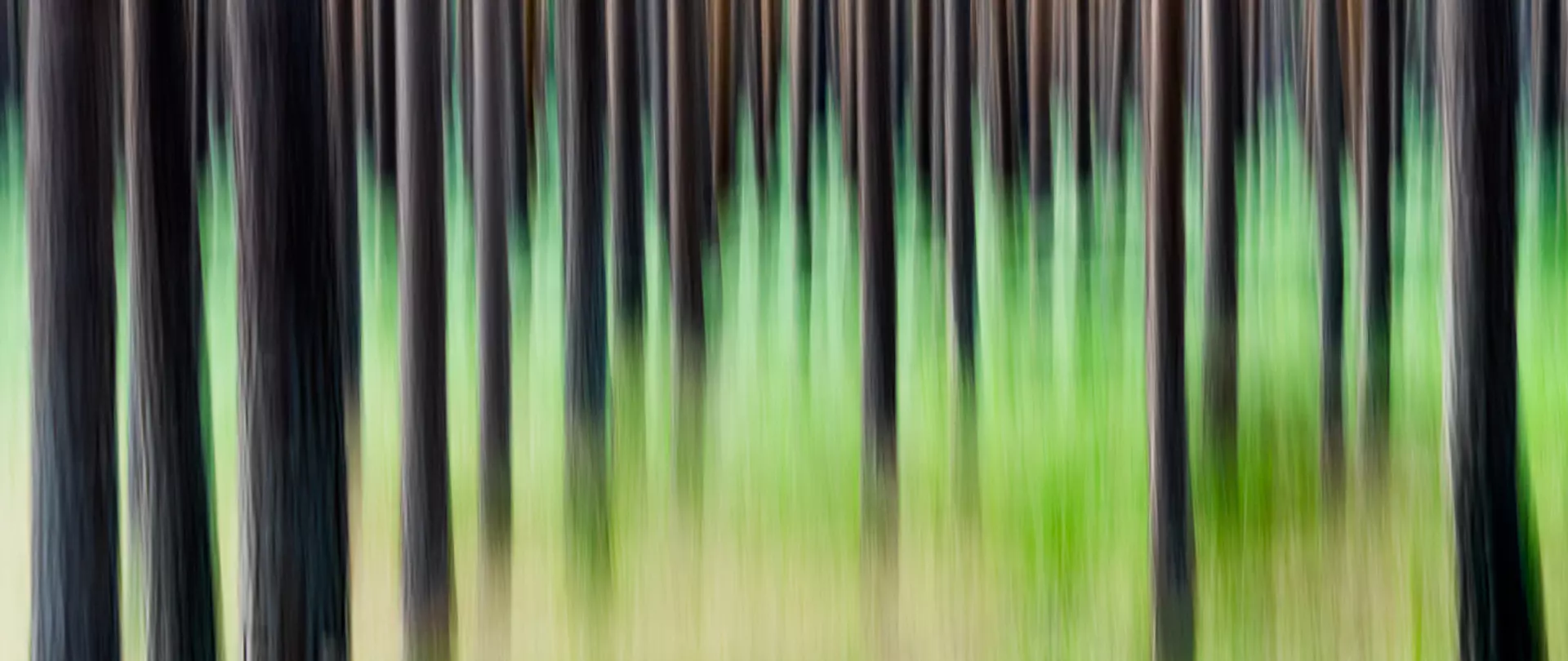 Abstrakte Aufnahme eines Waldes mit verschwommenen Baumstämmen und grünen Lichtreflexen, die künstlerische Naturfotografie und experimentellen Ausdruck verbindet