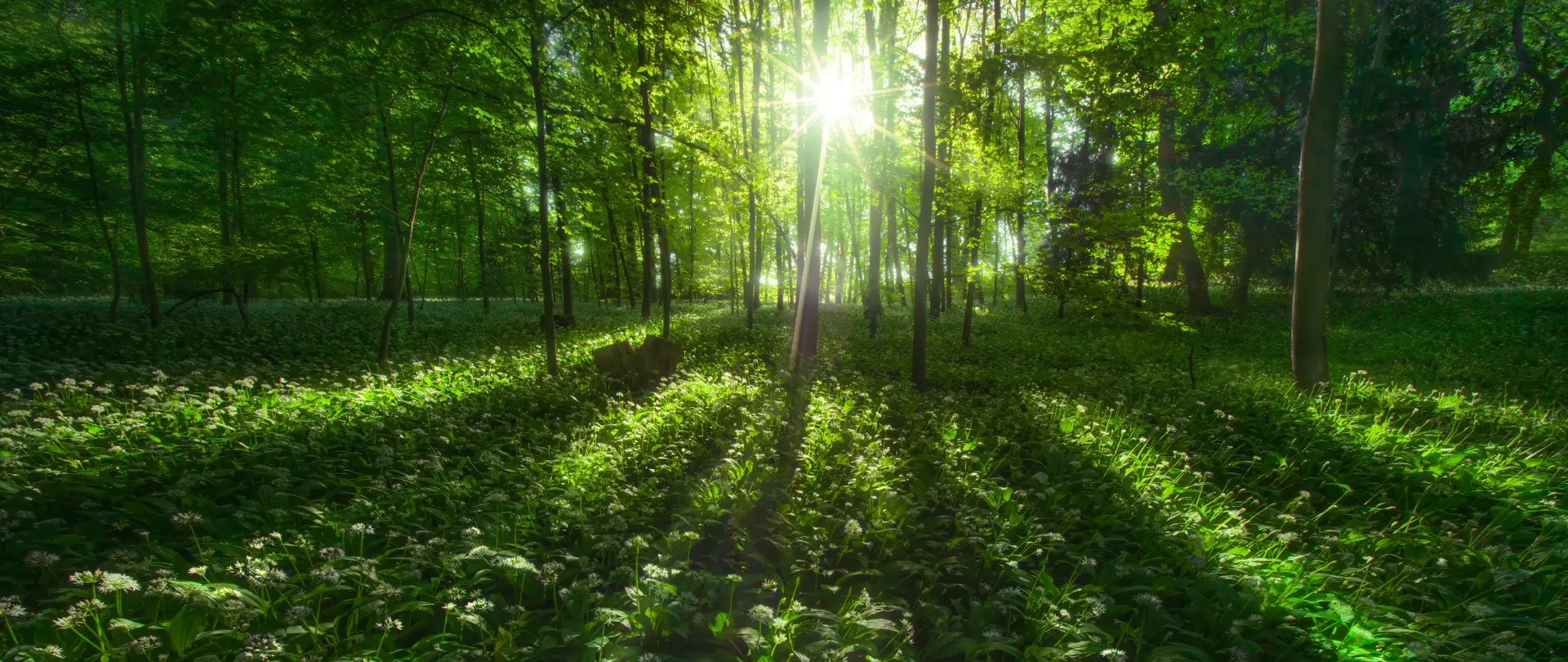 Sonnenlicht fällt durch Bäume in einem grünen Wald und erzeugt lange Schatten und kontrastreiche Lichtgestaltung in der Landschaftsfotografie