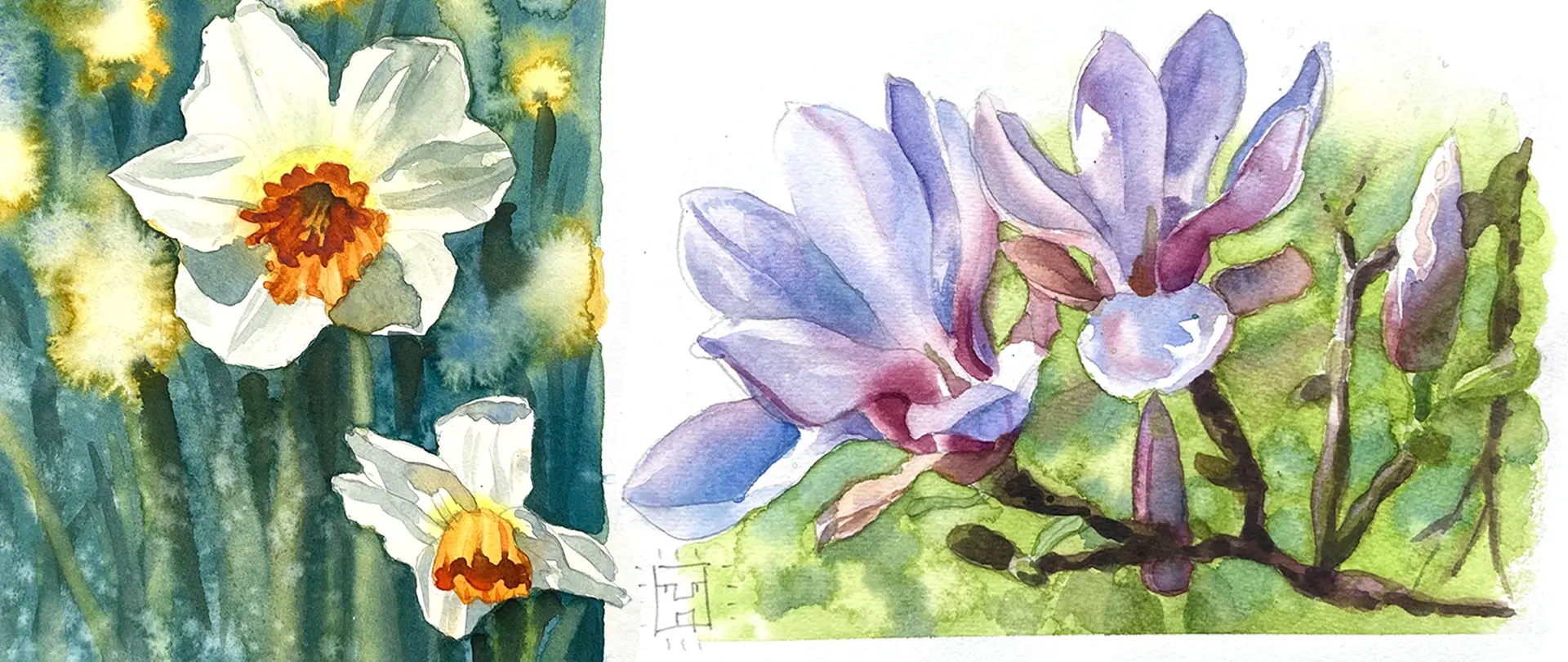 Zarte Aquarellmalerei mit weißen Narzissen und violetten Magnolienblüten vor grünem Hintergrund, symbolisiert Frühling und Florales Malen