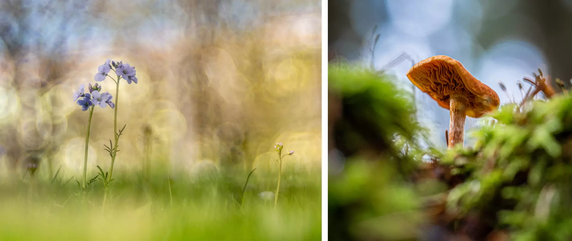 Links zarte Wildblumen im grünen Gras vor verschwommenem Herbsthintergrund, rechts ein orangefarbener Pilz umgeben von Moos in Nahaufnahme