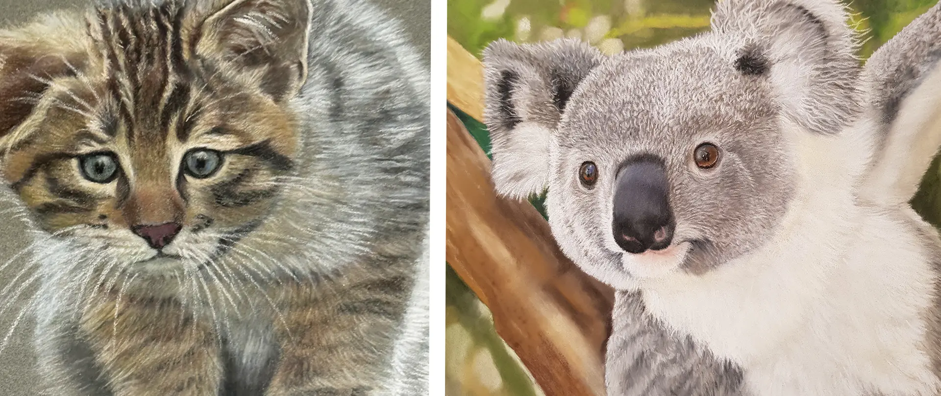 Katze & Koala in Pastell von Monika Hoffman Naturrealistische Tierporträts mit Pastell- und Farbstiften von einer Katze und einem Koala mit feiner Fellstruktur