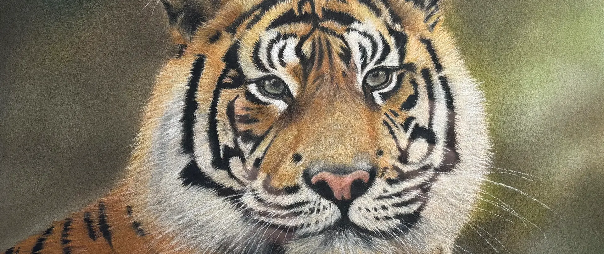 Tiger von Monika Hoffmann in Pastell Nahaufnahme eines naturrealistischen Tigerporträts mit detailliert gezeichneter Fellstruktur und lebensechten Augen, gemalt mit Pastell- und Farbstiften