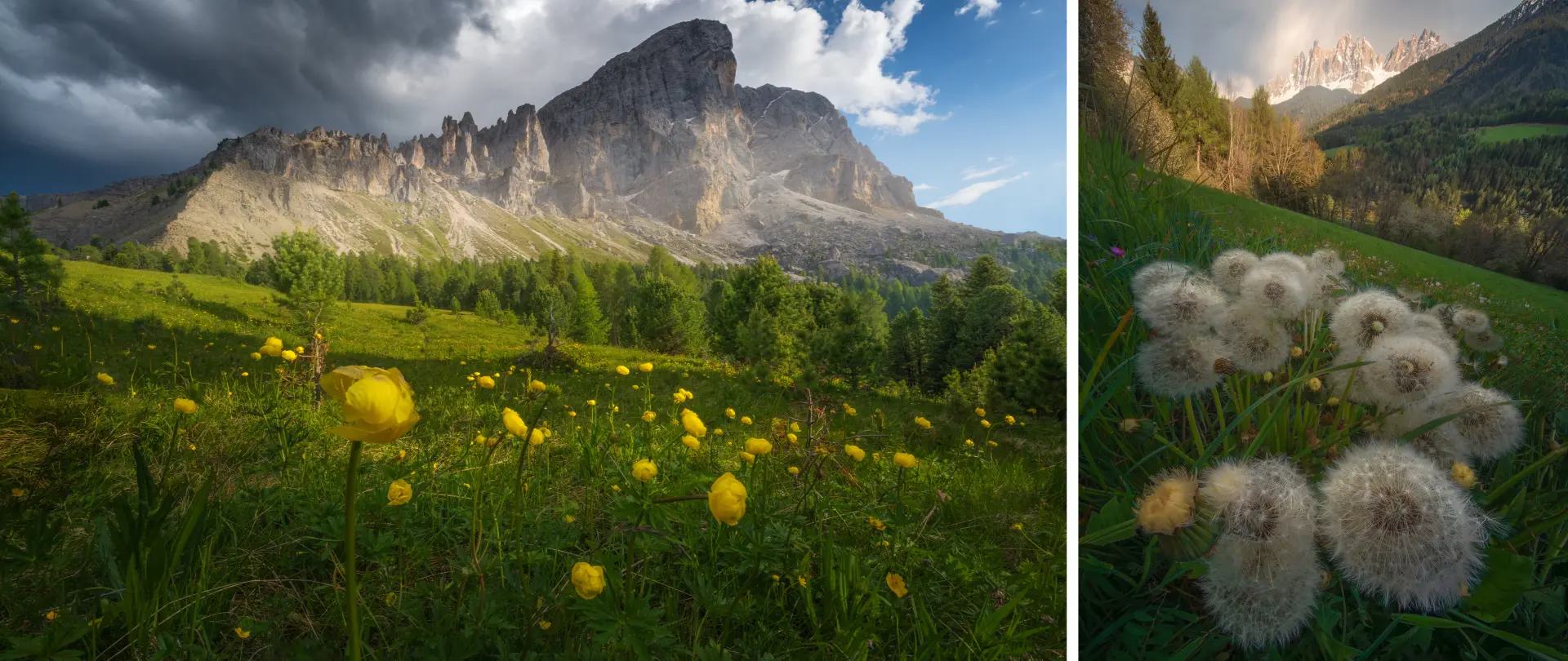 Blumenwiese mit gelben Wildblumen vor Bergmassiv bei dramatischem Himmel und Nahaufnahme von Pusteblumen in den Bergen Südtirols