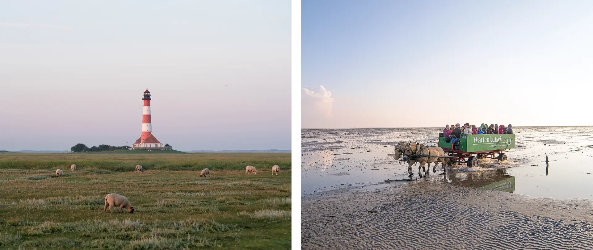 Leuchtturm auf Amrum mit grasenden Schafen und Wattwagenfahrt im nordfriesischen Wattenmeer bei Sonnenuntergang