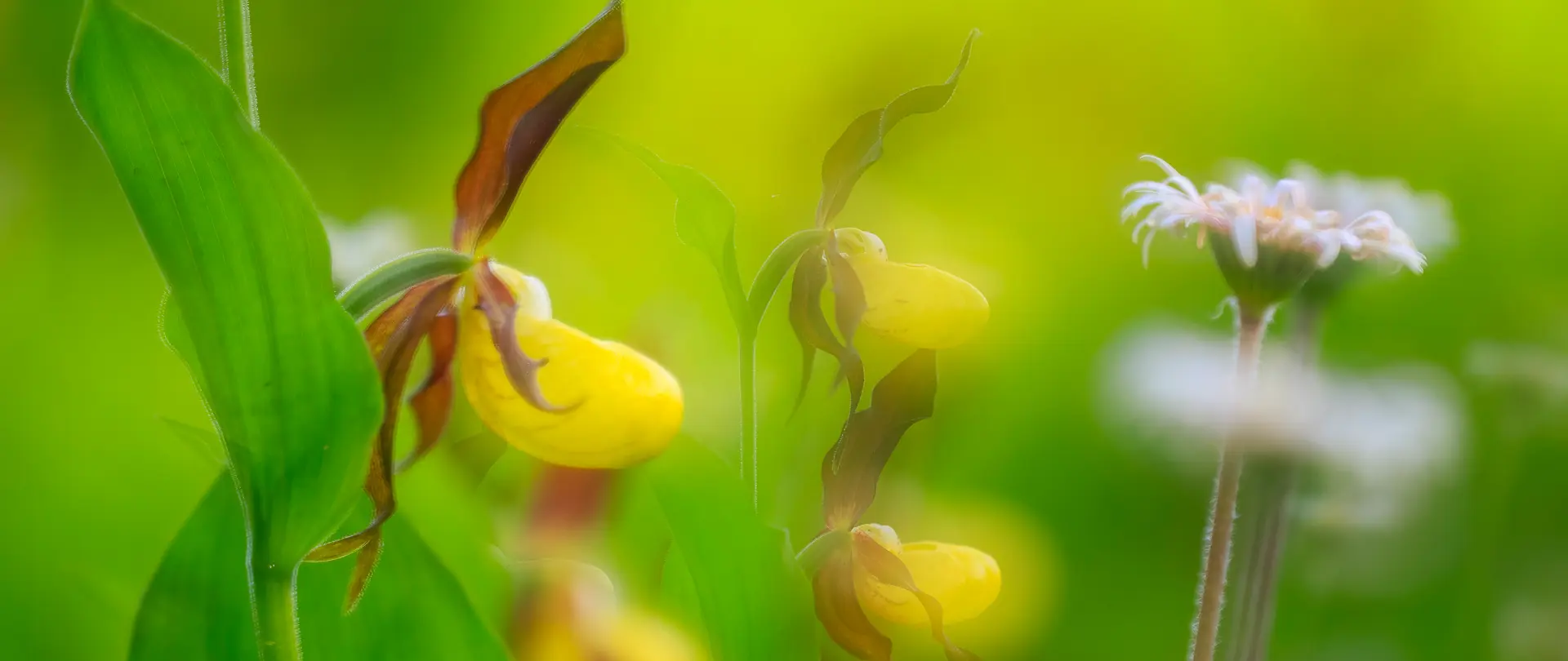 Nahaufnahme von gelben Blüten und grünen Blättern vor unscharfem grünem Hintergrund für kreative Makrofotografie