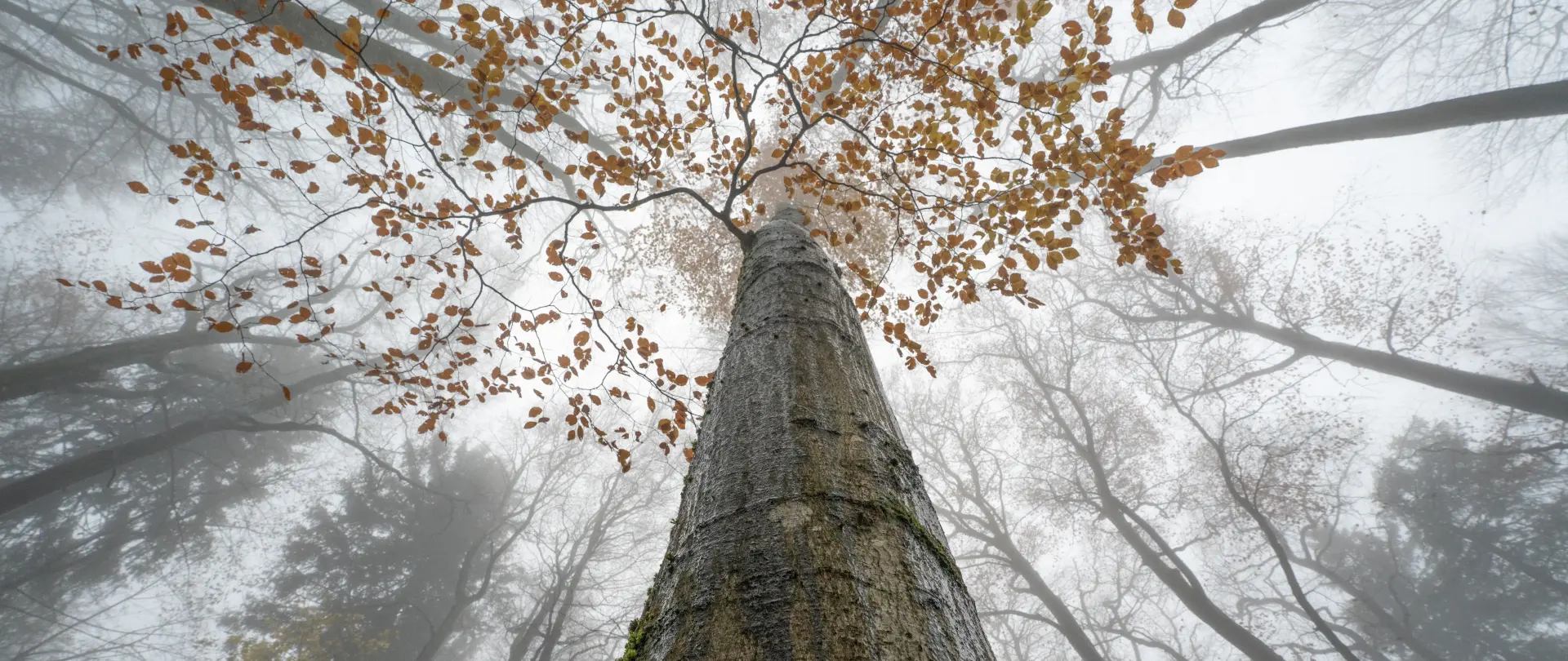 Baumstamm im Nebel mit herbstlichen bunten Blättern und umgeben von nebligem Wald und kahlen Bäumen