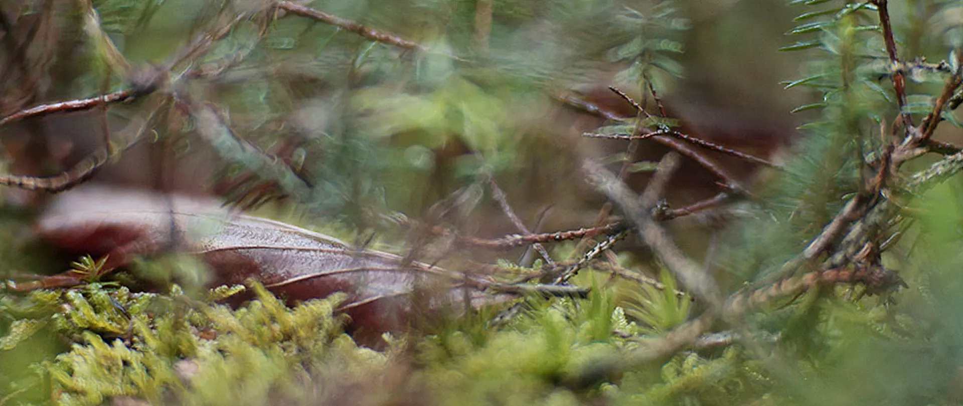 Abstrakte Nahaufnahme mit experimentellem Stil von Martin Timm