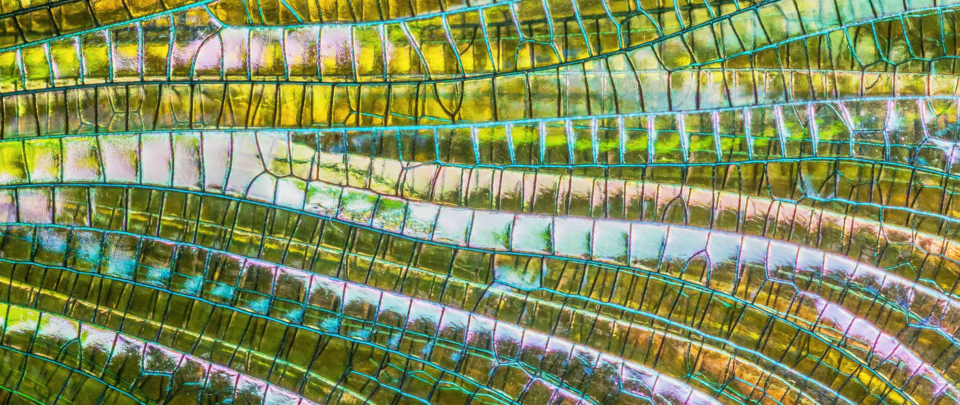 Makroaufnahme von schimmernden, grün-gelben Insektenflügeln mit feinen blauen Adern und zarten Strukturen