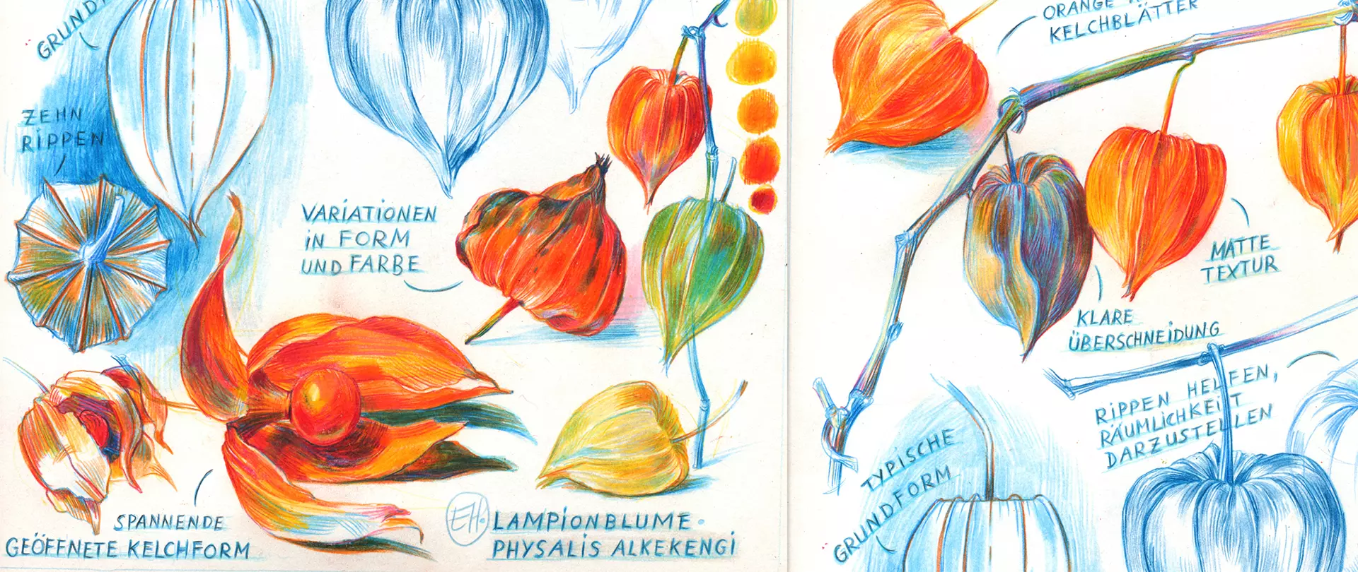Farbstiftzeichnungen von Lampionblumen  mit Notizen zu Form, Farbe, Textur und Struktur der Kelchblätter und Rippen, Buntstifte, Zeichnung, erstellt von artistravel Dozentin Elke Hanisch