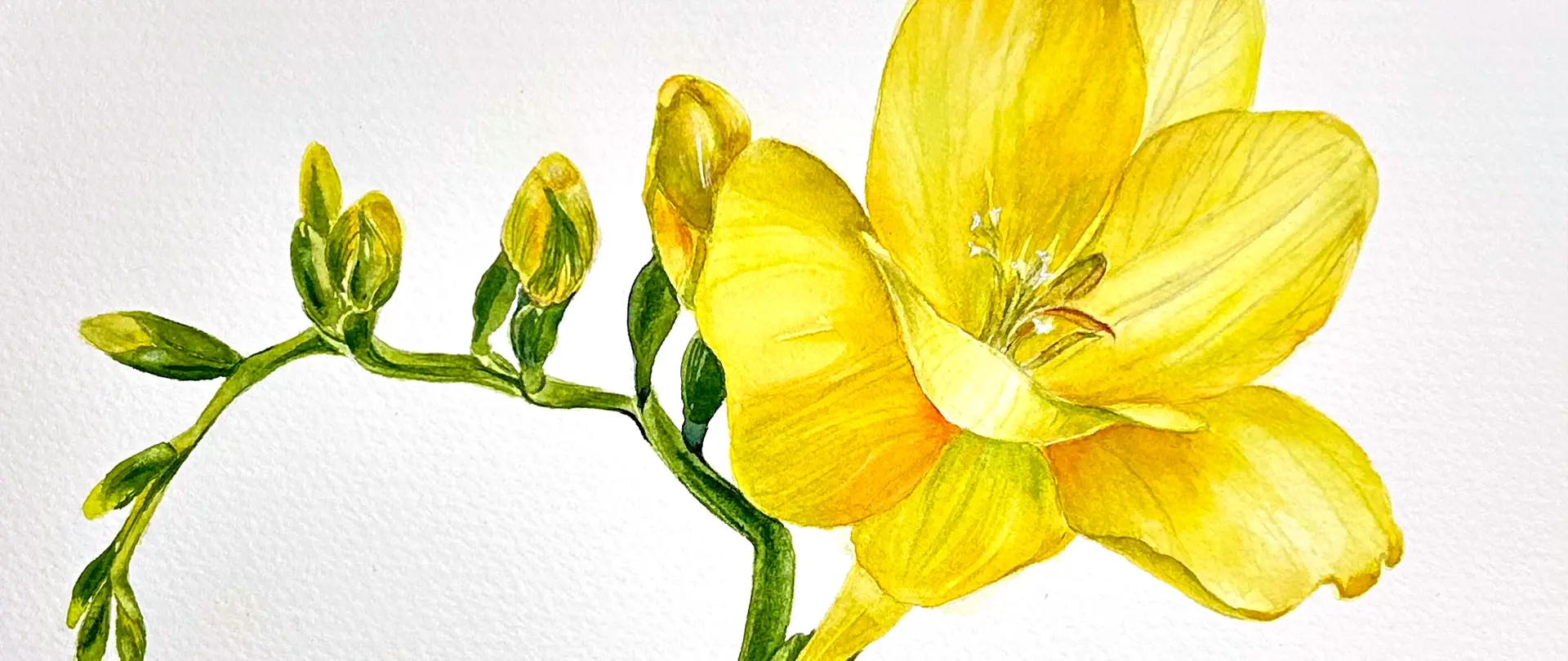 Gelbe Frühblüher und Knospen in lebendiger Aquarellmalerei auf weißem Hintergrund zeigen botanische Frühlingsmotive