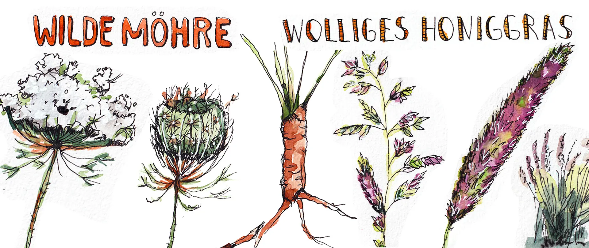 After Work: Nature Journaling - Alles was wächst Illustrationen von Wilden Möhren und Wolligem Honiggras als Beispiel für Nature Journaling in einem Natur-Entdeckungskurs