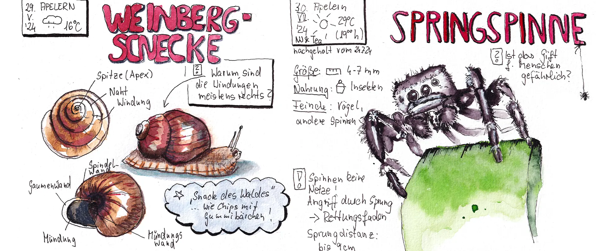 Nature Journaling - Alles was kriecht Handgezeichnete Skizzen von Weinbergschnecken und Springspinne mit Beschreibungen zu Lebensraum, Größe und Verhalten im Nature-Journaling-Kurs