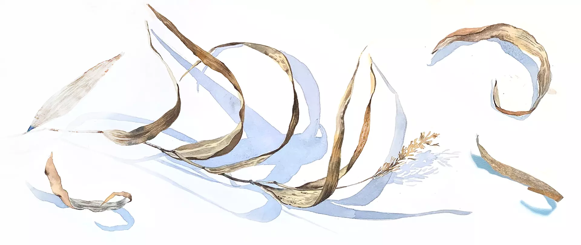 Getrocknete, gebogene Blätter und ein einzelnes Ährchen auf weißem Hintergrund mit Schatten in Aquarell, erstellt von Svetlana Eremenko Wagner