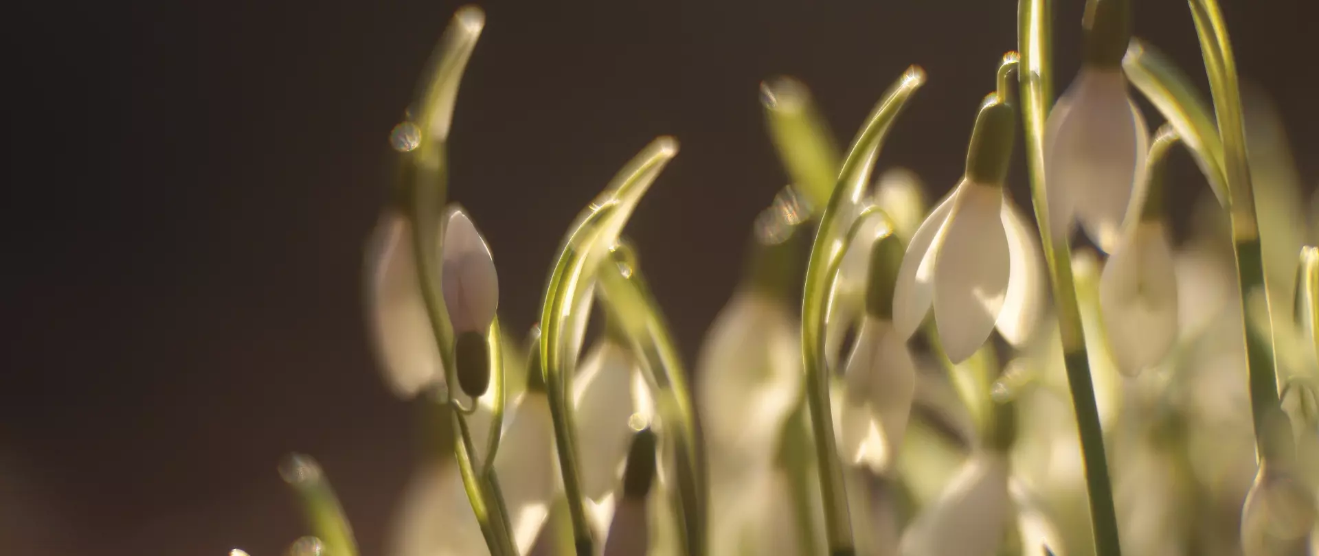 Weiße Schneeglöckchen im warmen Gegenlicht mit betonten Licht- und Schatteneffekten für stimmungsvolle Fotografie