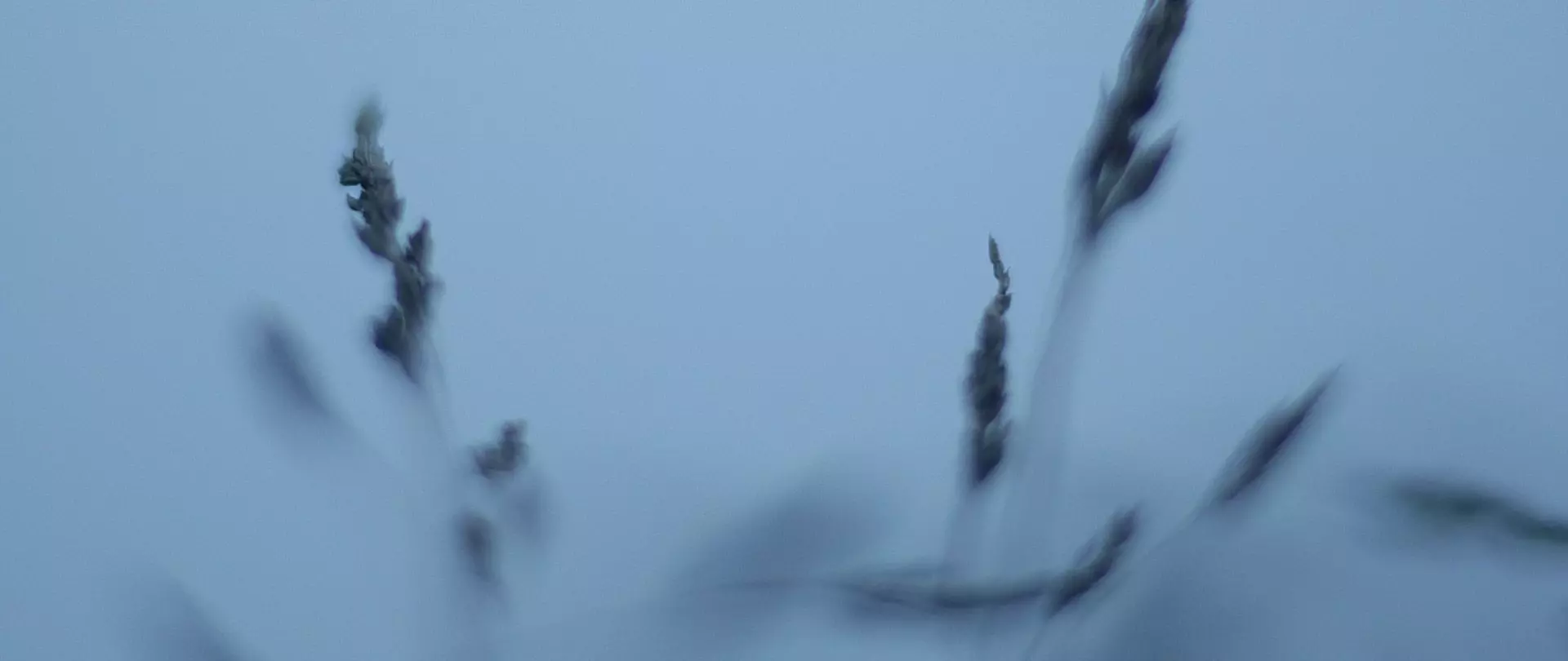Abstrakte und poetische Nahaufnahme von Gräsern im Wind vor blauem Himmel an der Küste bei Prerow