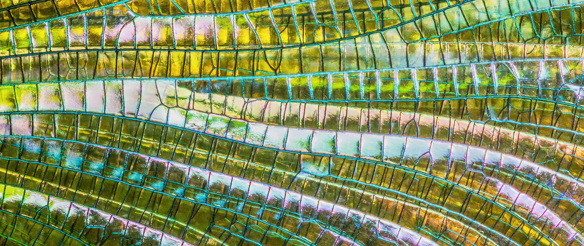 Nahaufnahme einer glänzenden Flügelstruktur eines Insekts mit feinen grünen und goldenen Adern, Beispiel für Makrofotografie und Detailstudien kleiner Motive