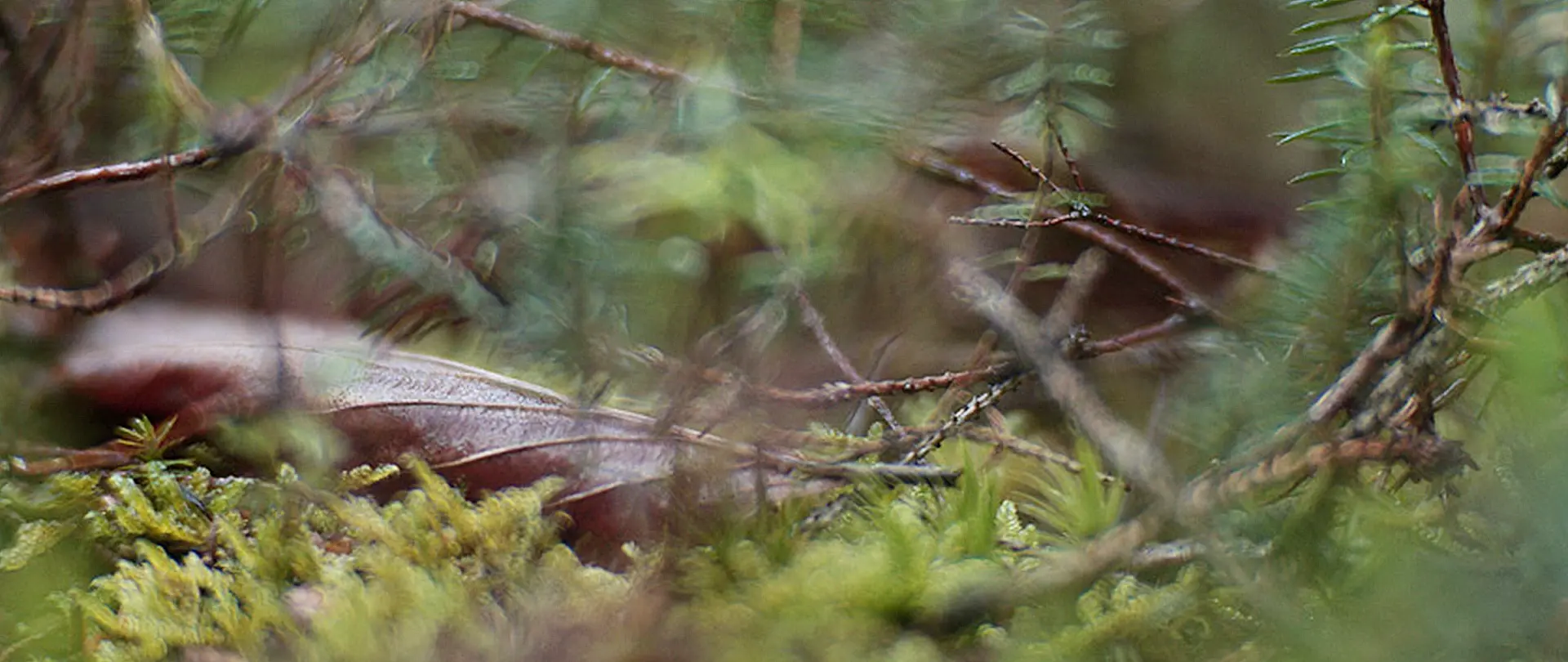Verwischte Nahaufnahme von Moos, Ästen und Blättern im Wald, die den flüchtigen, poetischen Moment der Naturfotografie im Haiku-Kurs widerspiegelt