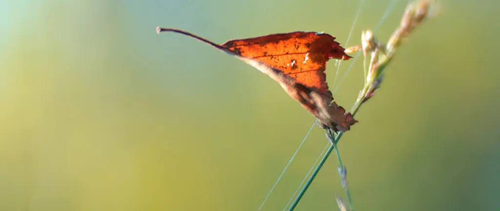 Rotes Herbstblatt filigran auf Grashalm mit unscharfem grün-gelbem Hintergrund, symbolisiert japanische Ästhetik und das Prinzip des Weglassens in der Fotografie