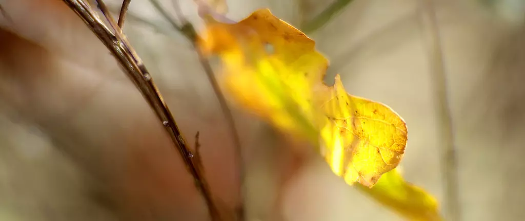 Nahaufnahme eines herbstlich-gelben Blattes am Ast.