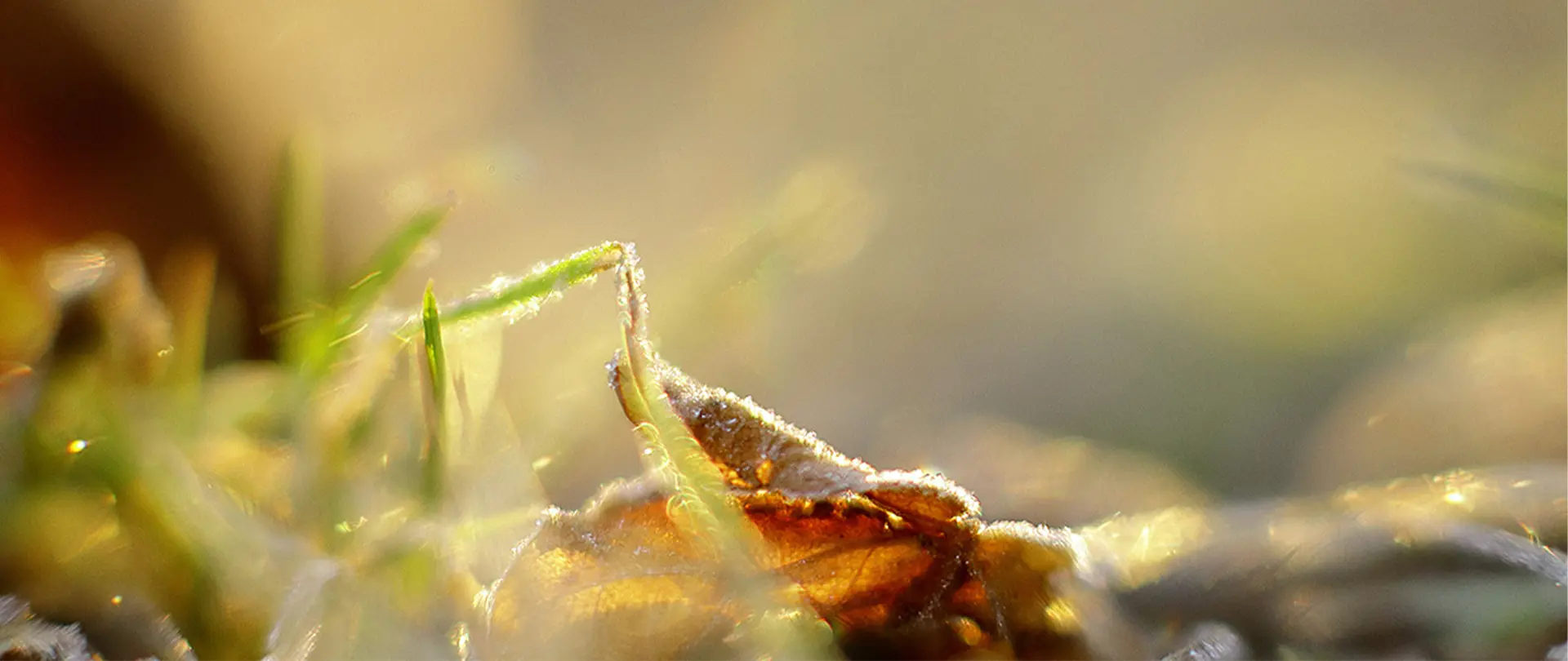 Macroaufnahme eines herbstlichen Vanitas-Stilllebens mit Tau auf Blatt und Gräsern als Symbol für Vergänglichkeit in der Natur