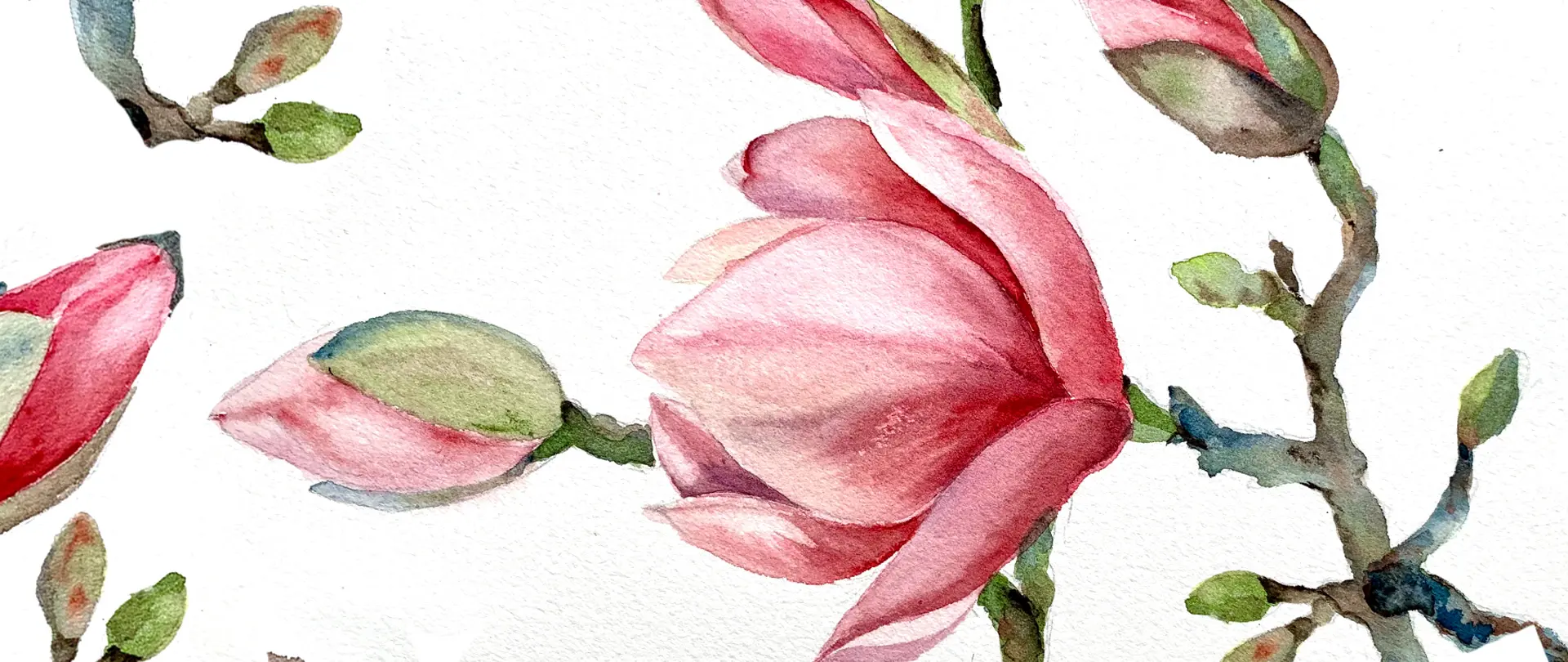 Aquarell-Magnolienblüten in sanften Rosa- und Grüntönen auf weißem Hintergrund, symbolisieren ruhige und farbige botanische Kunst