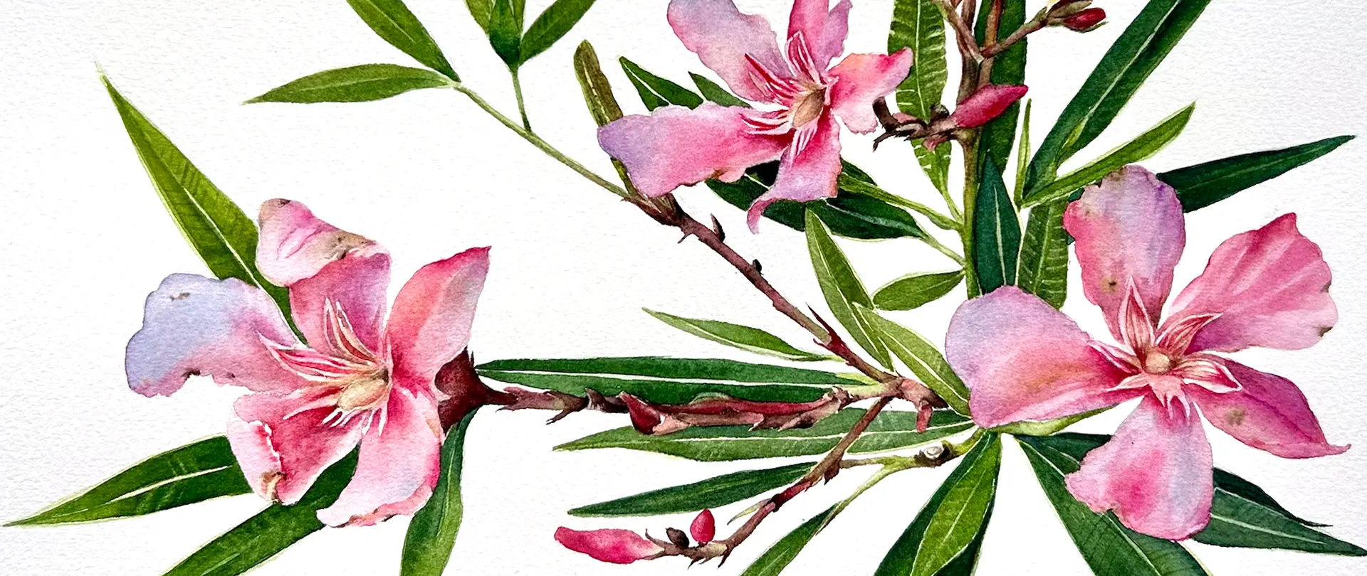 Aquarellzeichnung von pinken Oleanderblüten mit grünen Blättern auf weißem Hintergrund, vermittelt sommerliche Leichtigkeit und Eleganz