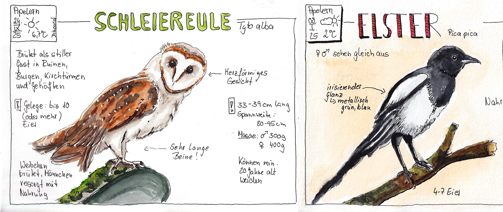 Nature Journaling - Alles was fliegt Handgezeichnete Illustrationen und Notizen zu Schleiereule und Elster mit Beobachtungsdetails, passend zum Nature Journaling Kurs über Vögel
