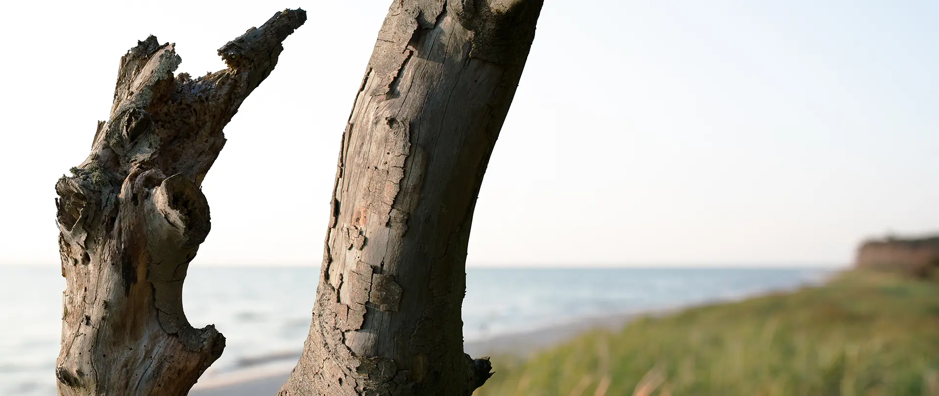 n.A. AT2027 04 10. Juli · Uwe Schmid · Prerow · Fotografie, Landschaft, Natur · Deutsch Landschaftsfotografie am Darß Markante Baumstämme am Küstenstrand der Halbinsel Fischland-Darß-Zingst mit Meer und Dünen im Hintergrund bei sonnigem Wetter