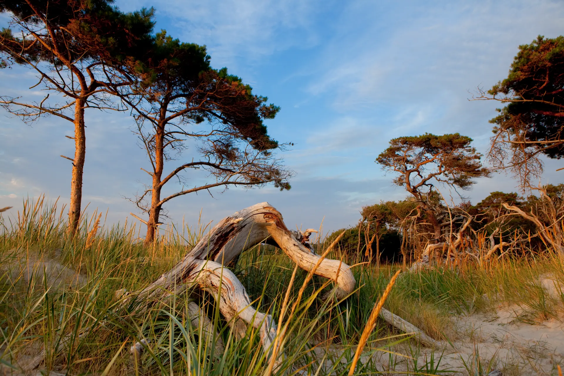 Küstenlandschaft am Darß mit Sandstrand, Dünengras, markanter Treibholzstruktur und Kiefern bei warmem Abendlicht und blauem Himmel