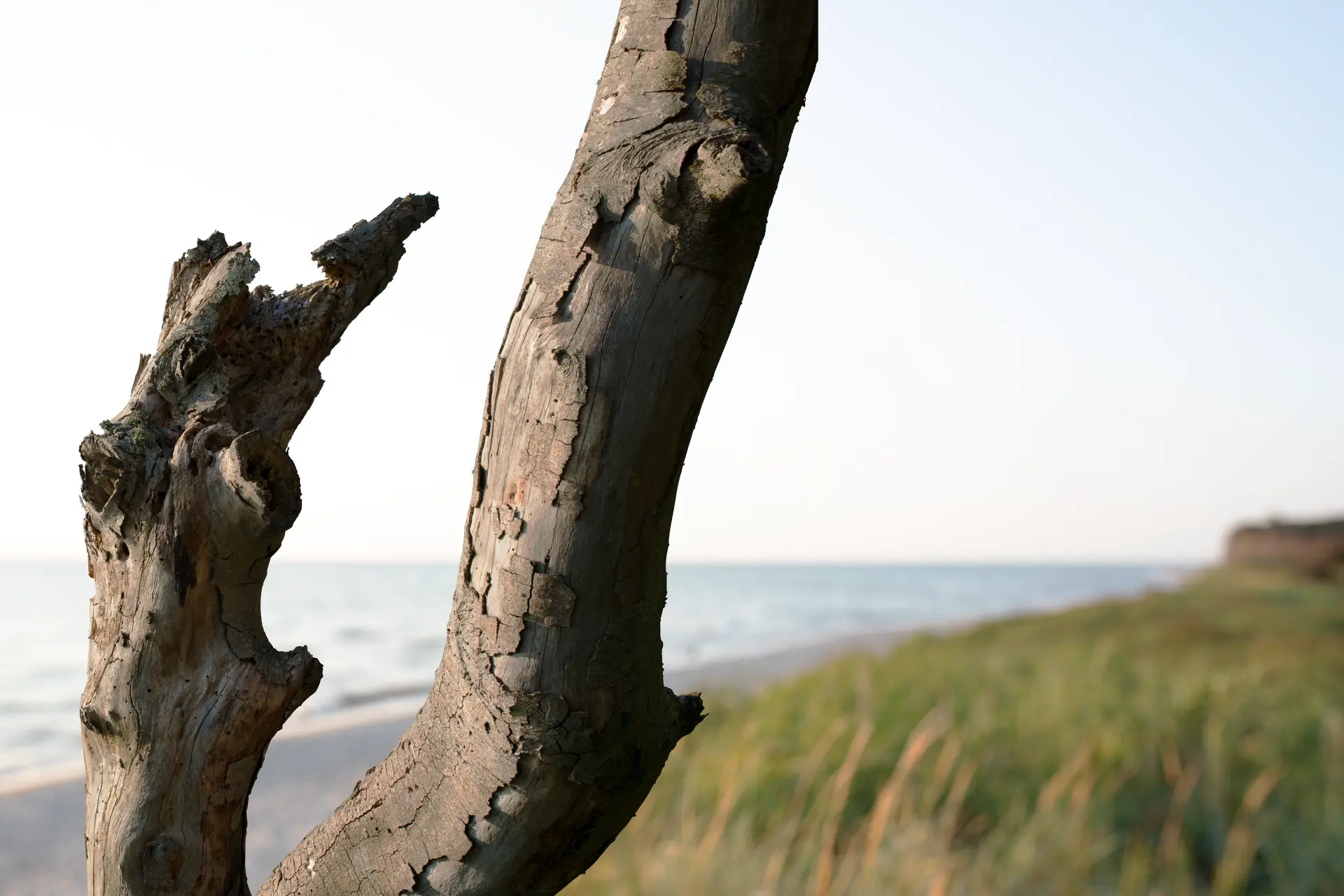 Alter, verwitterter Baumstamm im Vordergrund mit Dünen, Gras und Küstenlinie am Meer bei Prerow im warmen Tageslicht