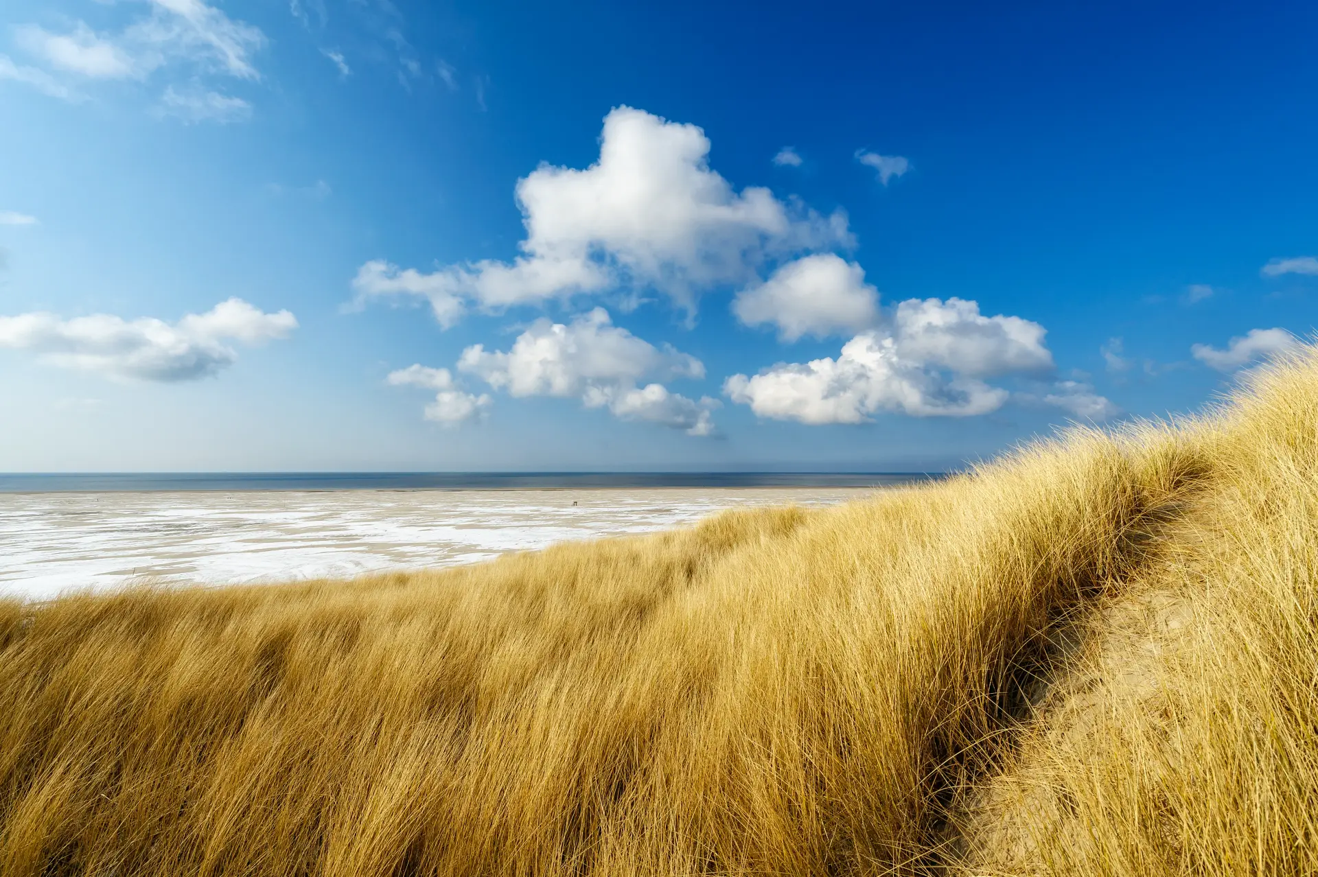 Dünenlandschaft mit trockenem Gras vor der Nordsee unter blauem Himmel mit Wolken auf der nordfriesischen Insel Amrum